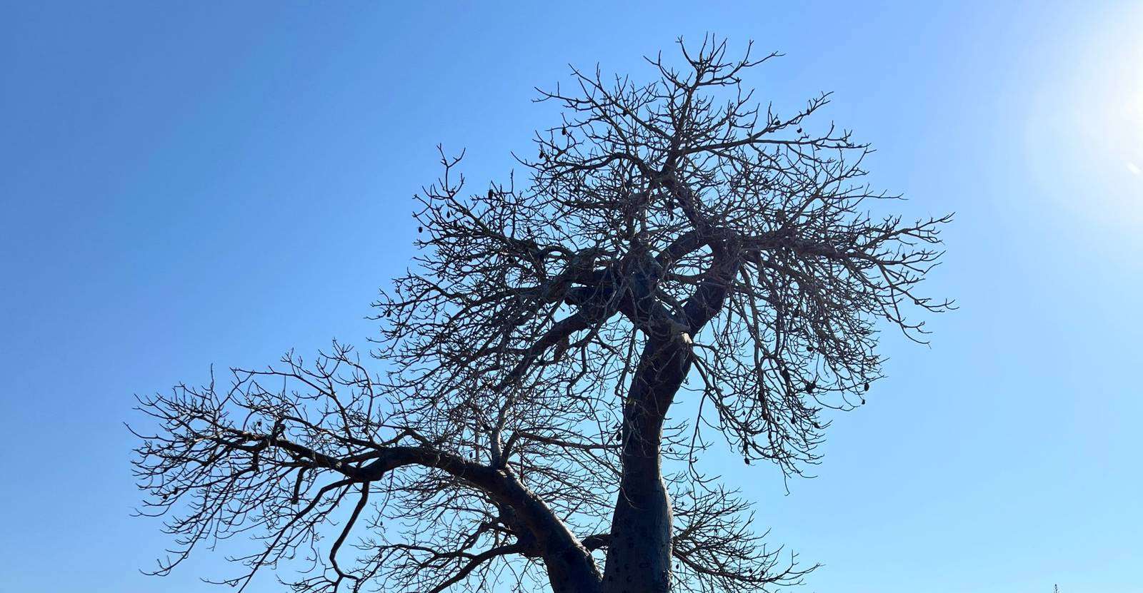 Baobab